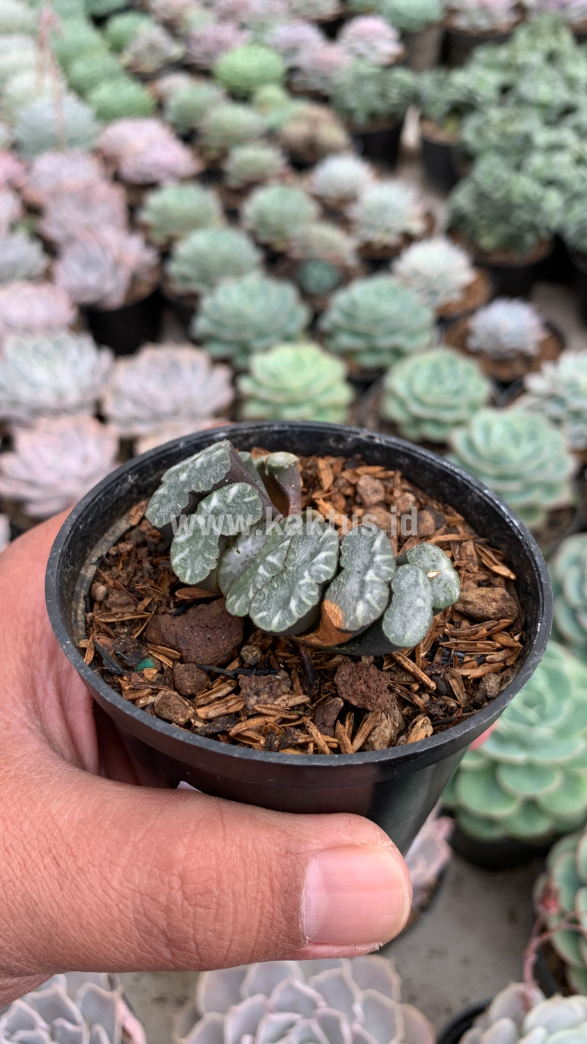 936. Haworthia Truncata Hiroshige - Image 8