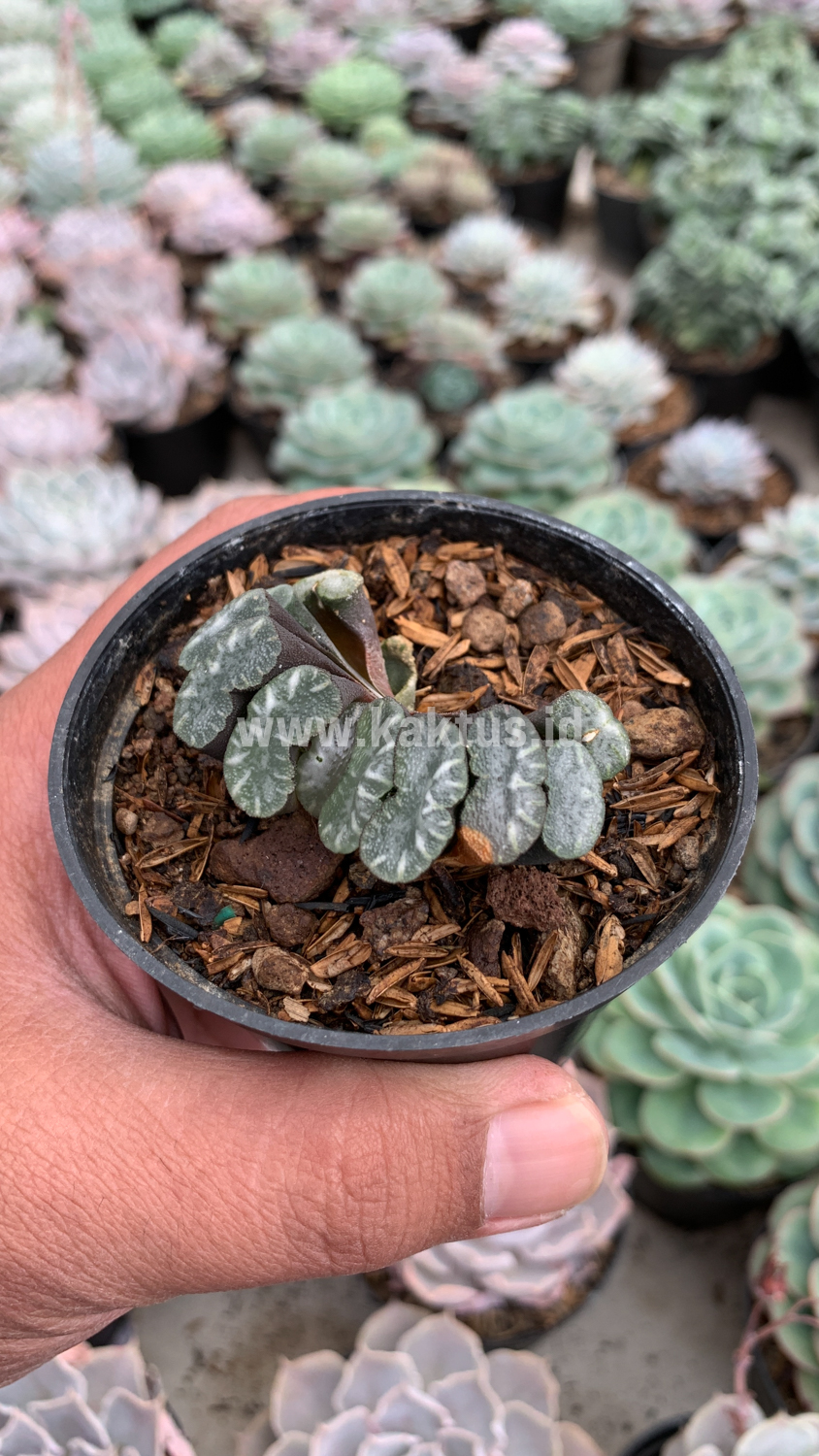 936. Haworthia Truncata Hiroshige - Image 7