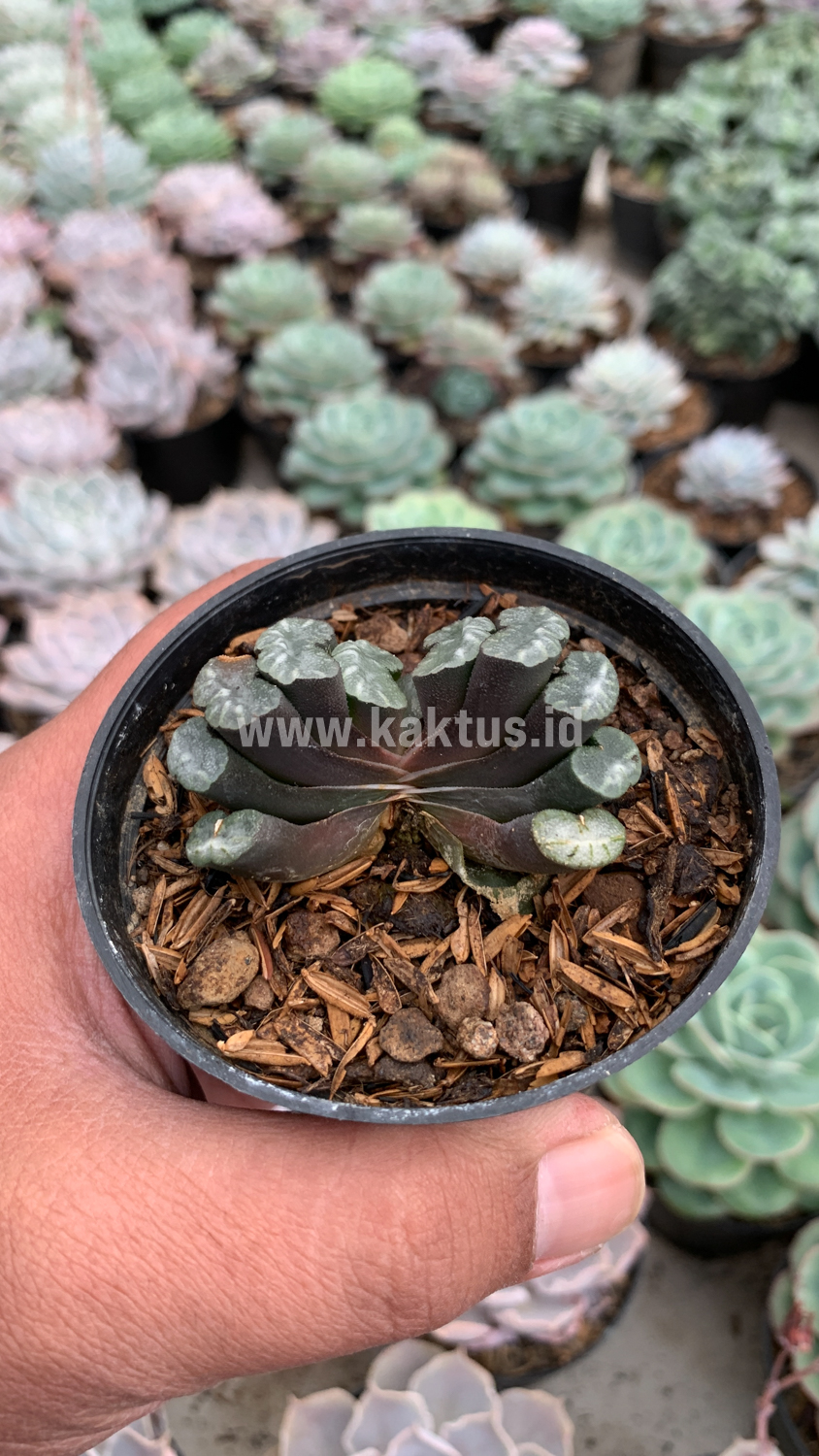 936. Haworthia Truncata Hiroshige - Image 6
