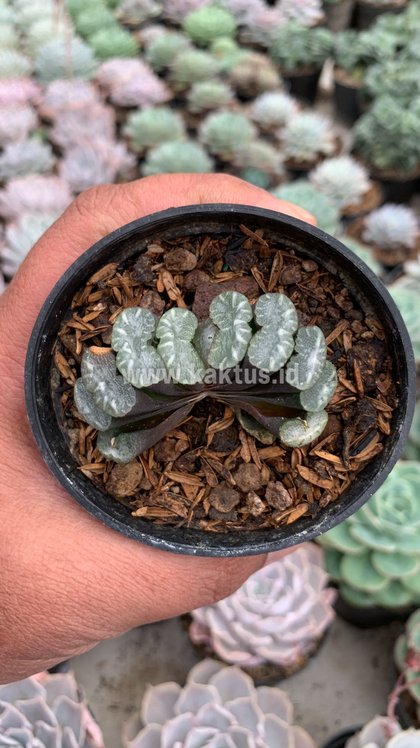 936. Haworthia Truncata Hiroshige - Image 5