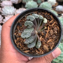Alternative view of 936. Haworthia Truncata Hiroshige