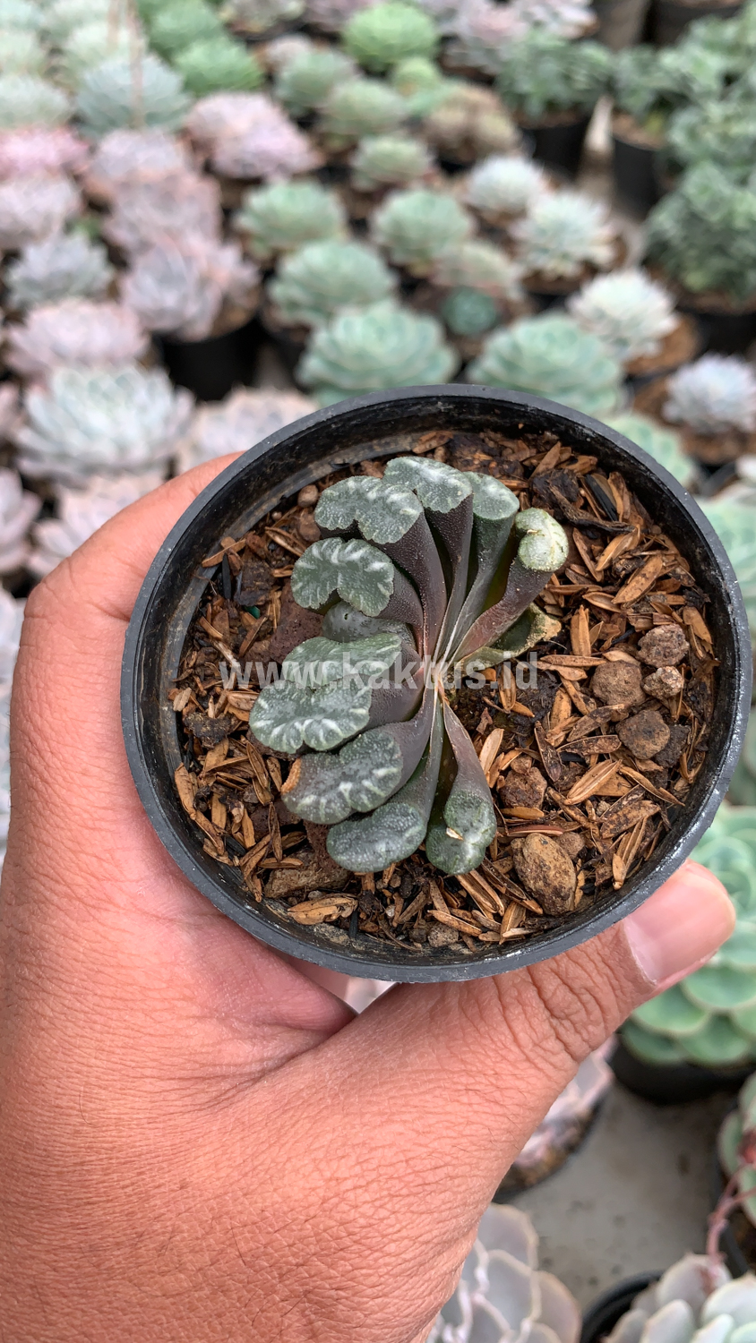 936. Haworthia Truncata Hiroshige - Image 2
