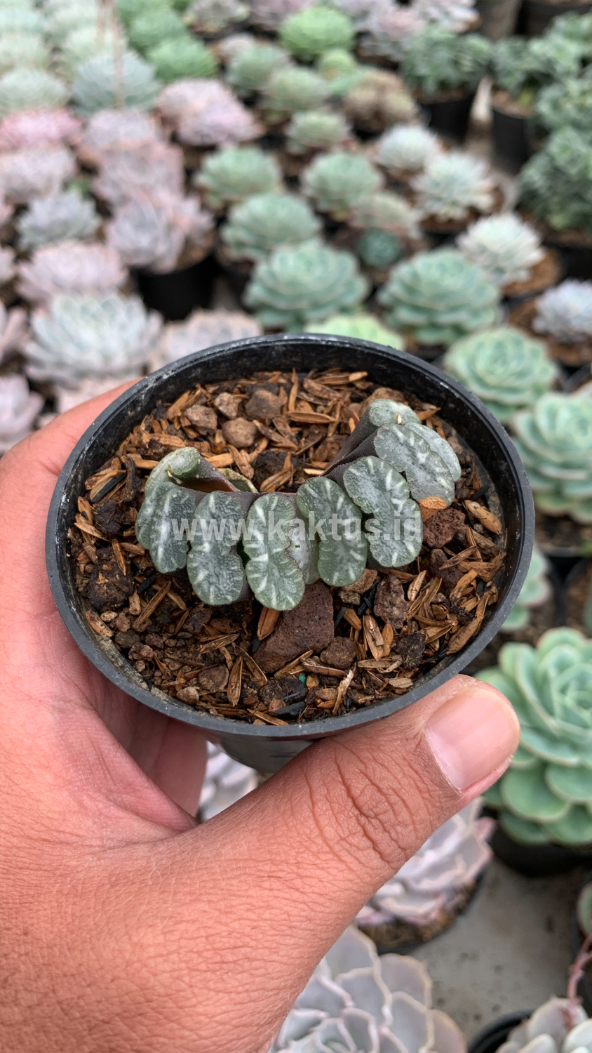 936. Haworthia Truncata Hiroshige - Image 4