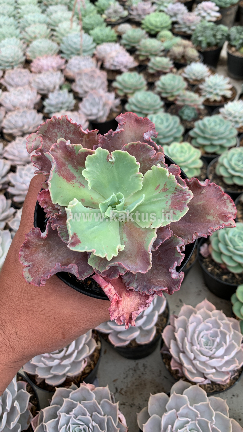 937. Echeveria Dragon Fin King Splash - Image 5