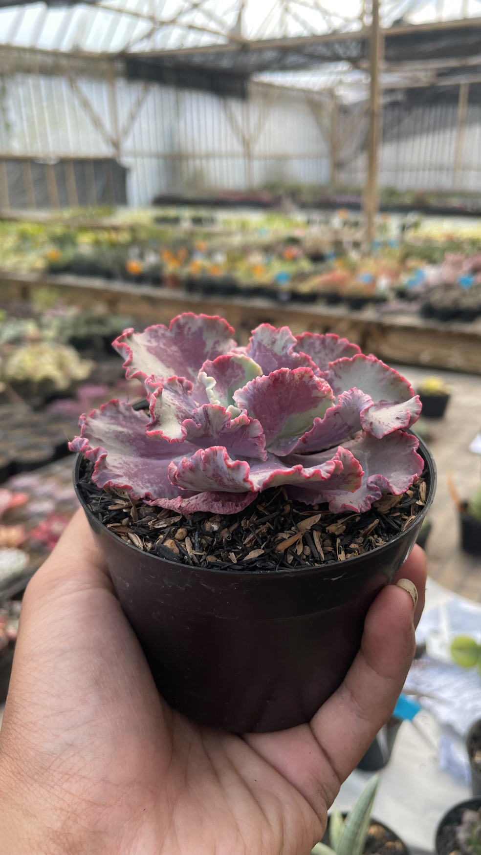 937. Echeveria Dragon Fin King Splash - Image 3