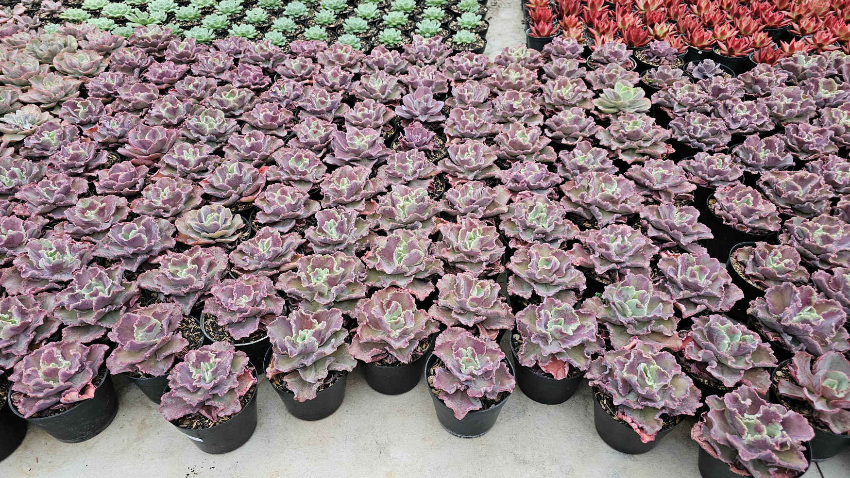 937. Echeveria Dragon Fin King Splash - Image 6
