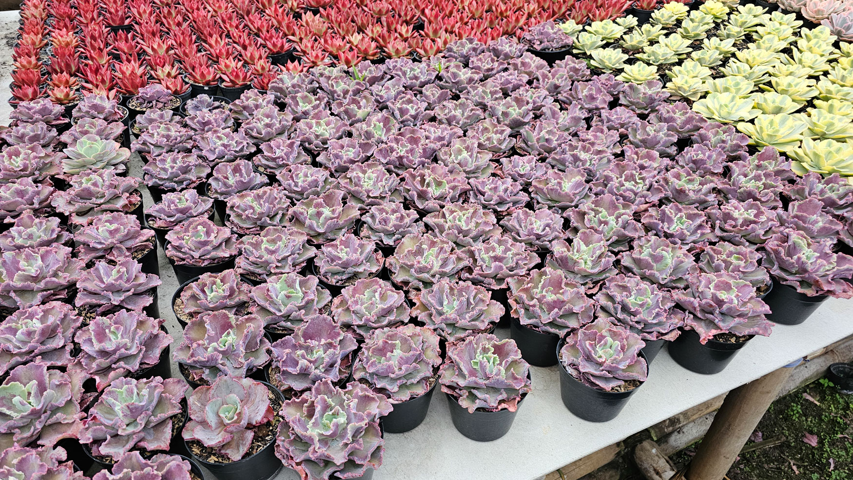 937. Echeveria Dragon Fin King Splash - Image 9