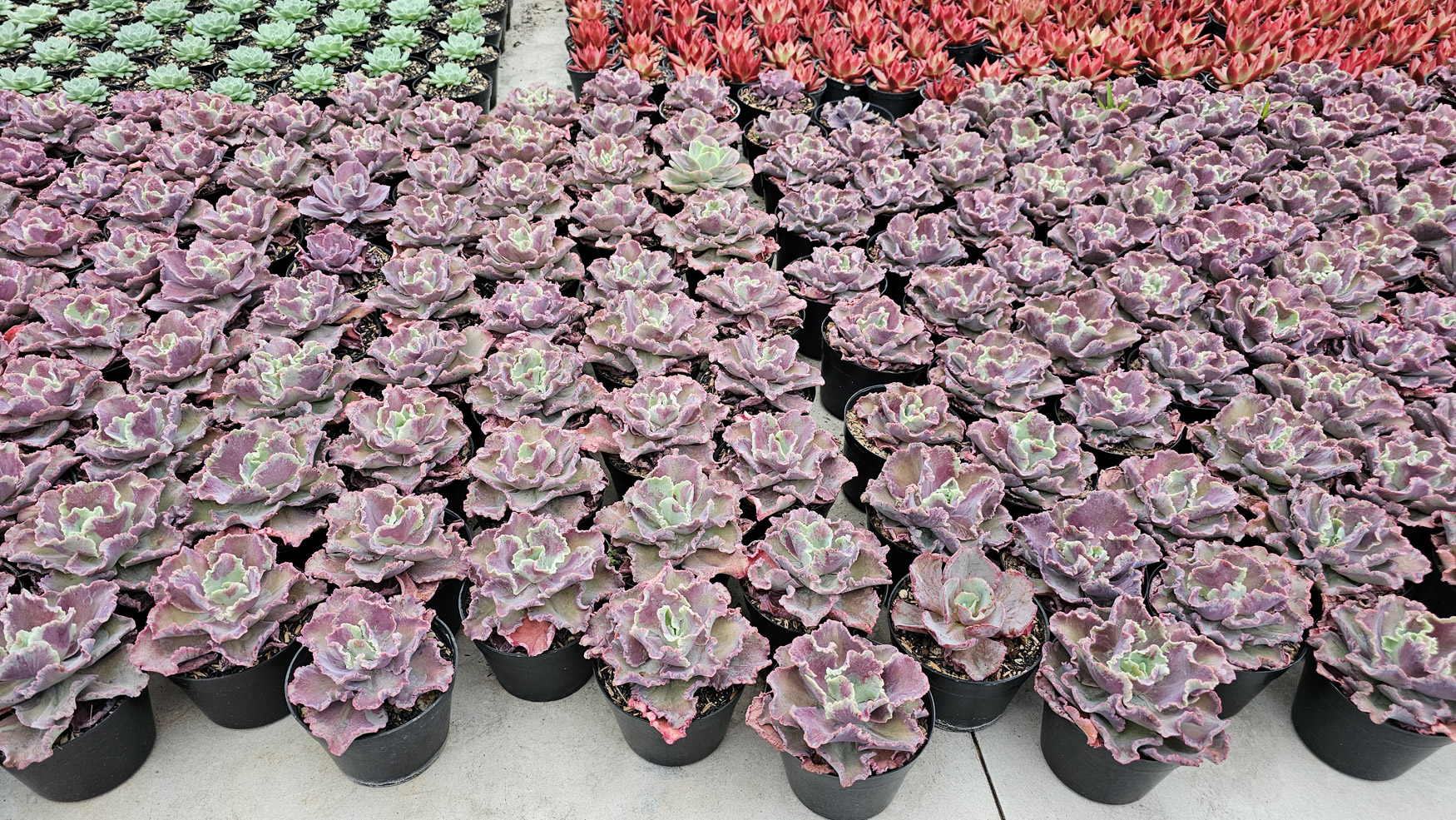 937. Echeveria Dragon Fin King Splash - Image 8