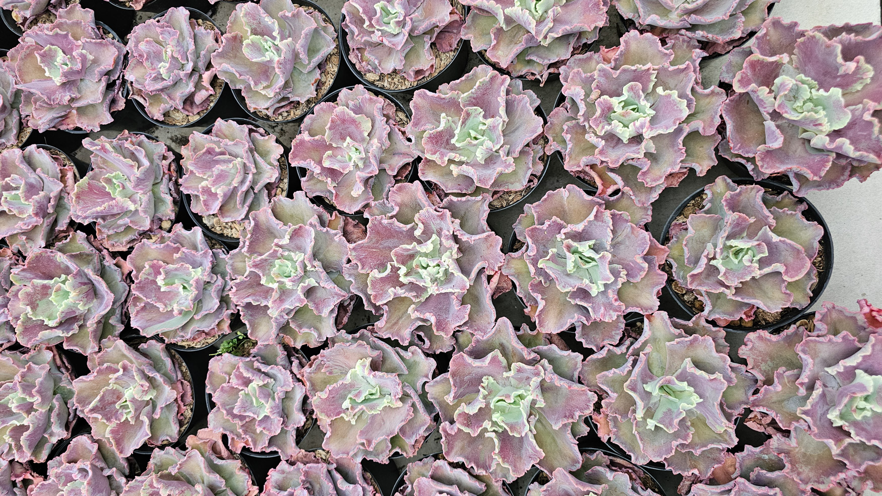 937. Echeveria Dragon Fin King Splash - Image 4