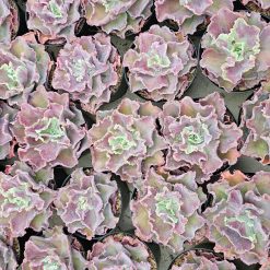 Alternative view of 937. Echeveria Dragon Fin King Splash