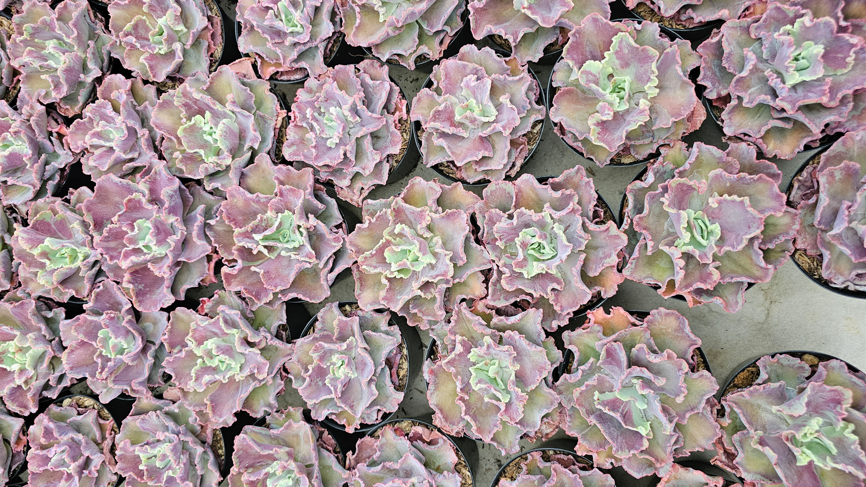937. Echeveria Dragon Fin King Splash - Image 2