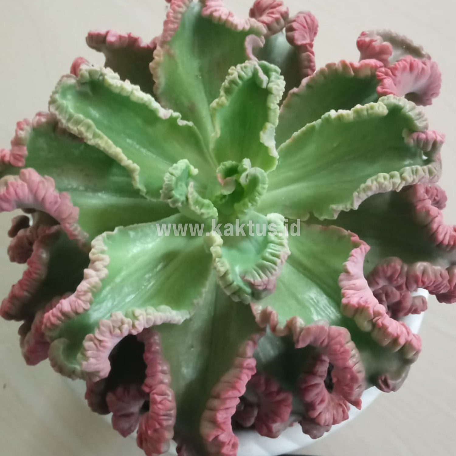 938. Echeveria Octopus Size 20 Cm - Image 2