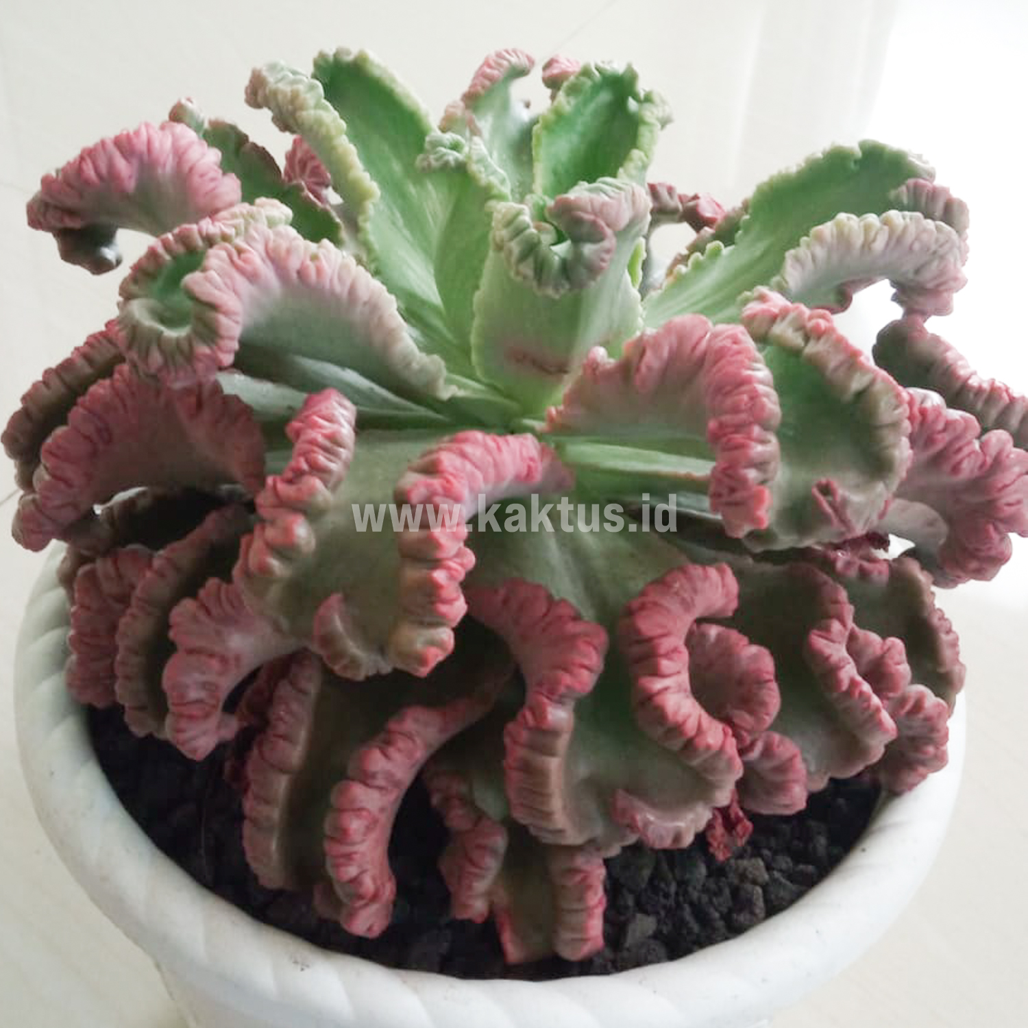 938. Echeveria Octopus Size 20 Cm - Image 3