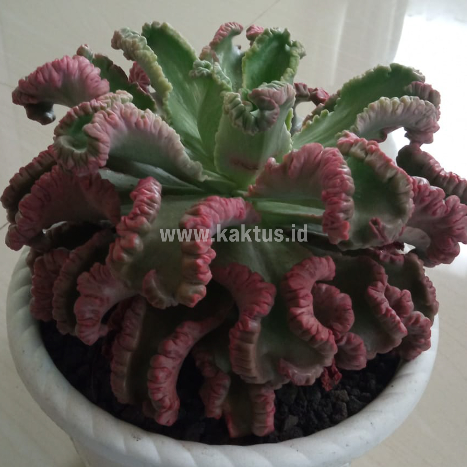 938. Echeveria Octopus Size 20 Cm - Image 6