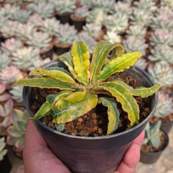 Alternative view of 940. Euphorbia Francoisii Variegated