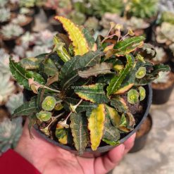 940. Euphorbia Francoisii Variegated