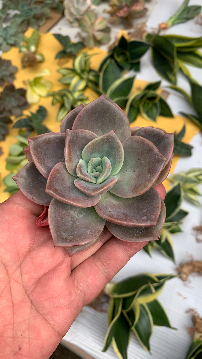 941. Graptoveria Albert Baynes - Image 7