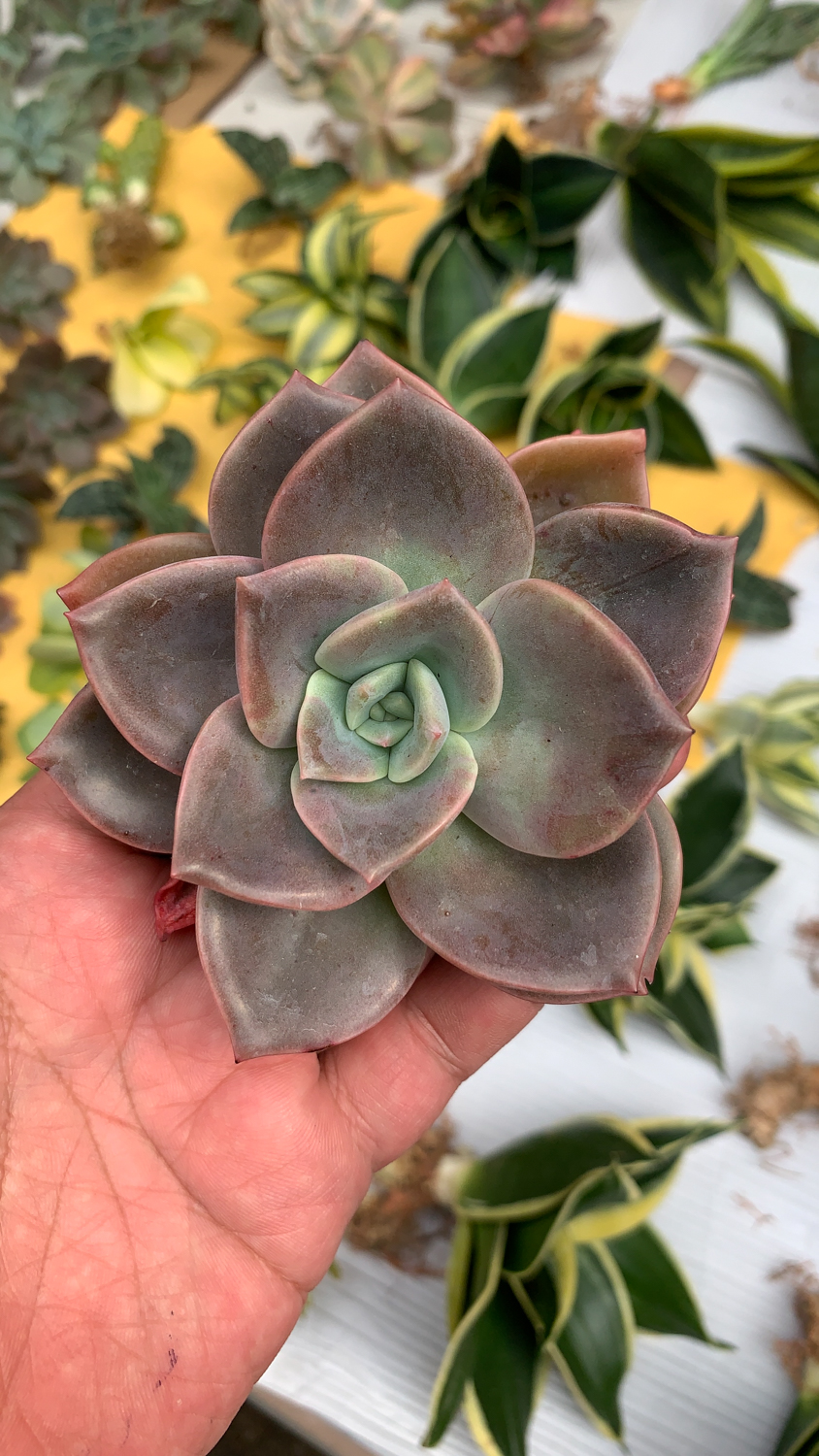 941. Graptoveria Albert Baynes - Image 6