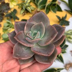 Alternative view of 941. Graptoveria Albert Baynes