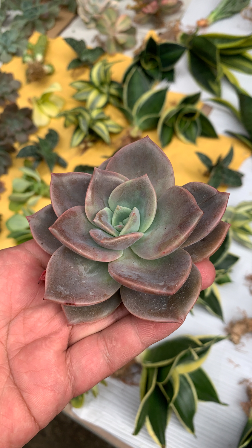 941. Graptoveria Albert Baynes - Image 2
