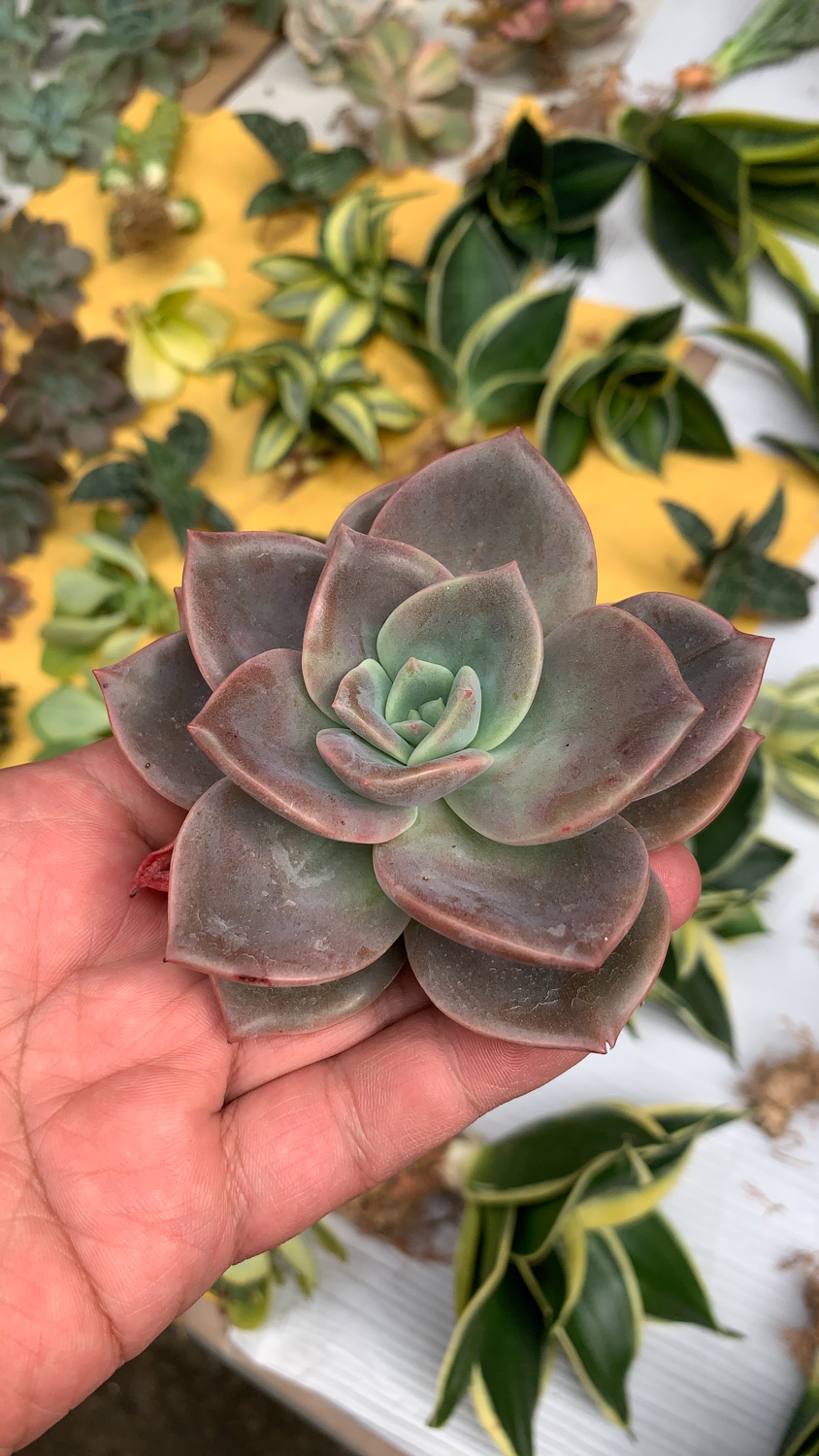 941. Graptoveria Albert Baynes - Image 5