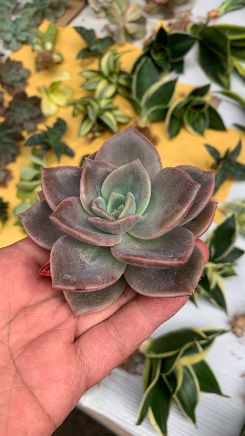941. Graptoveria Albert Baynes - Image 4