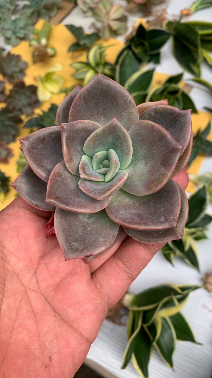 941. Graptoveria Albert Baynes - Image 3