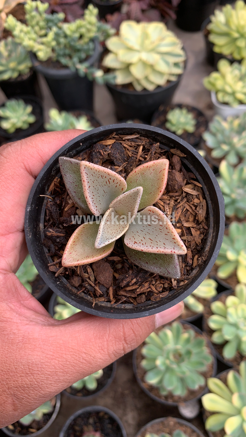 942. Lenophyllum Guttatum - Image 9