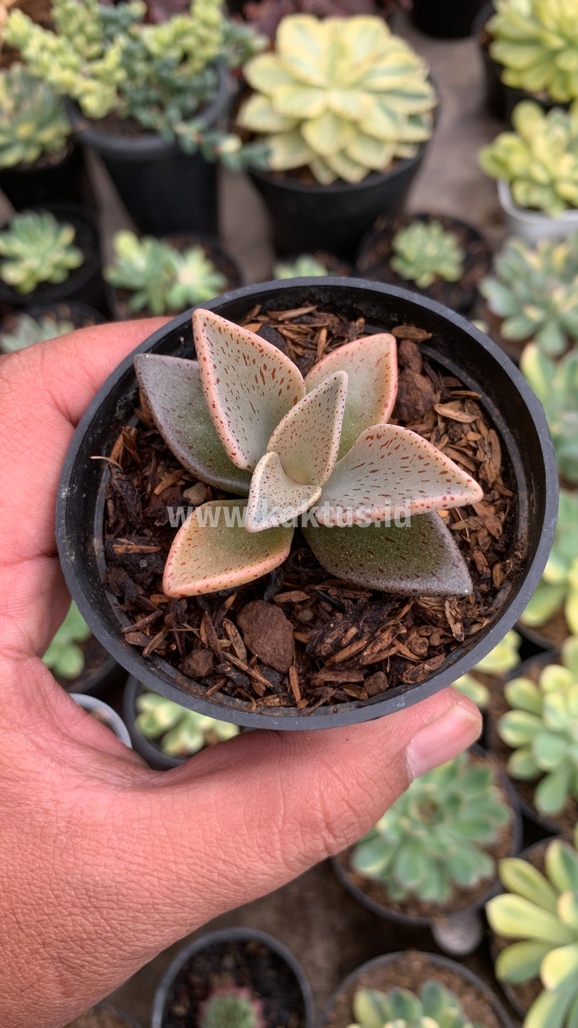 942. Lenophyllum Guttatum - Image 8