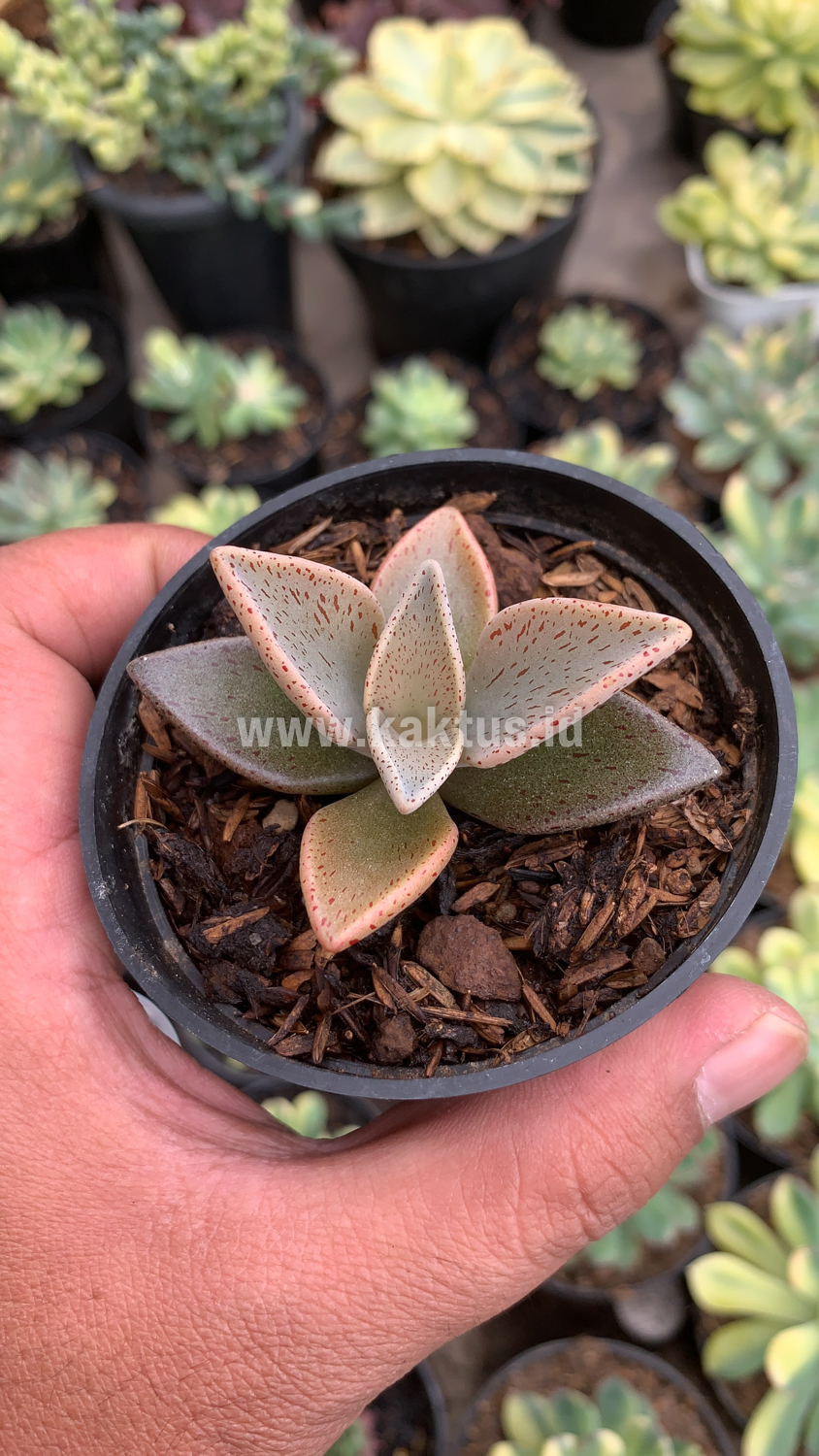 942. Lenophyllum Guttatum - Image 7