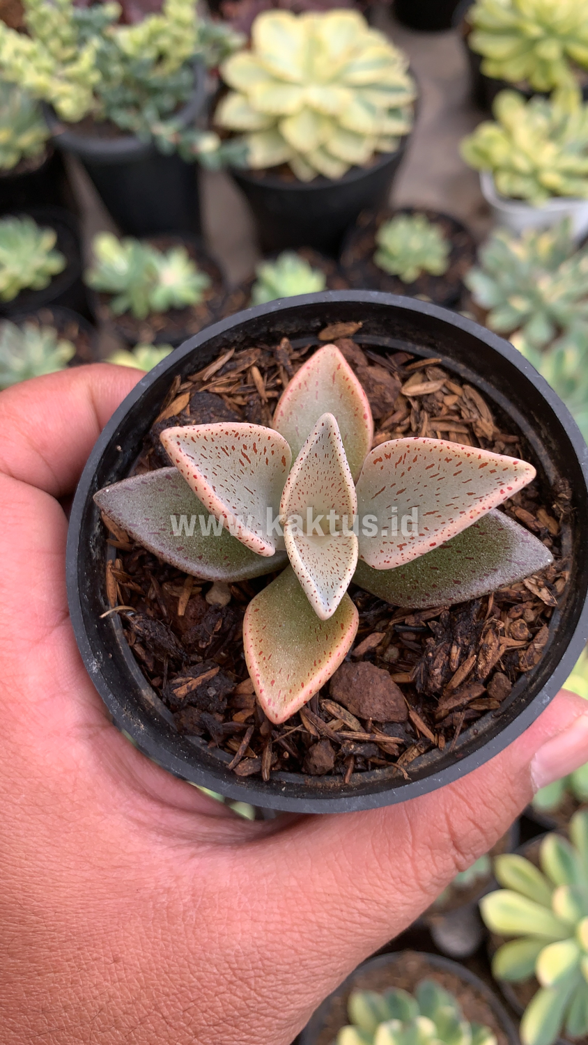 942. Lenophyllum Guttatum - Image 6