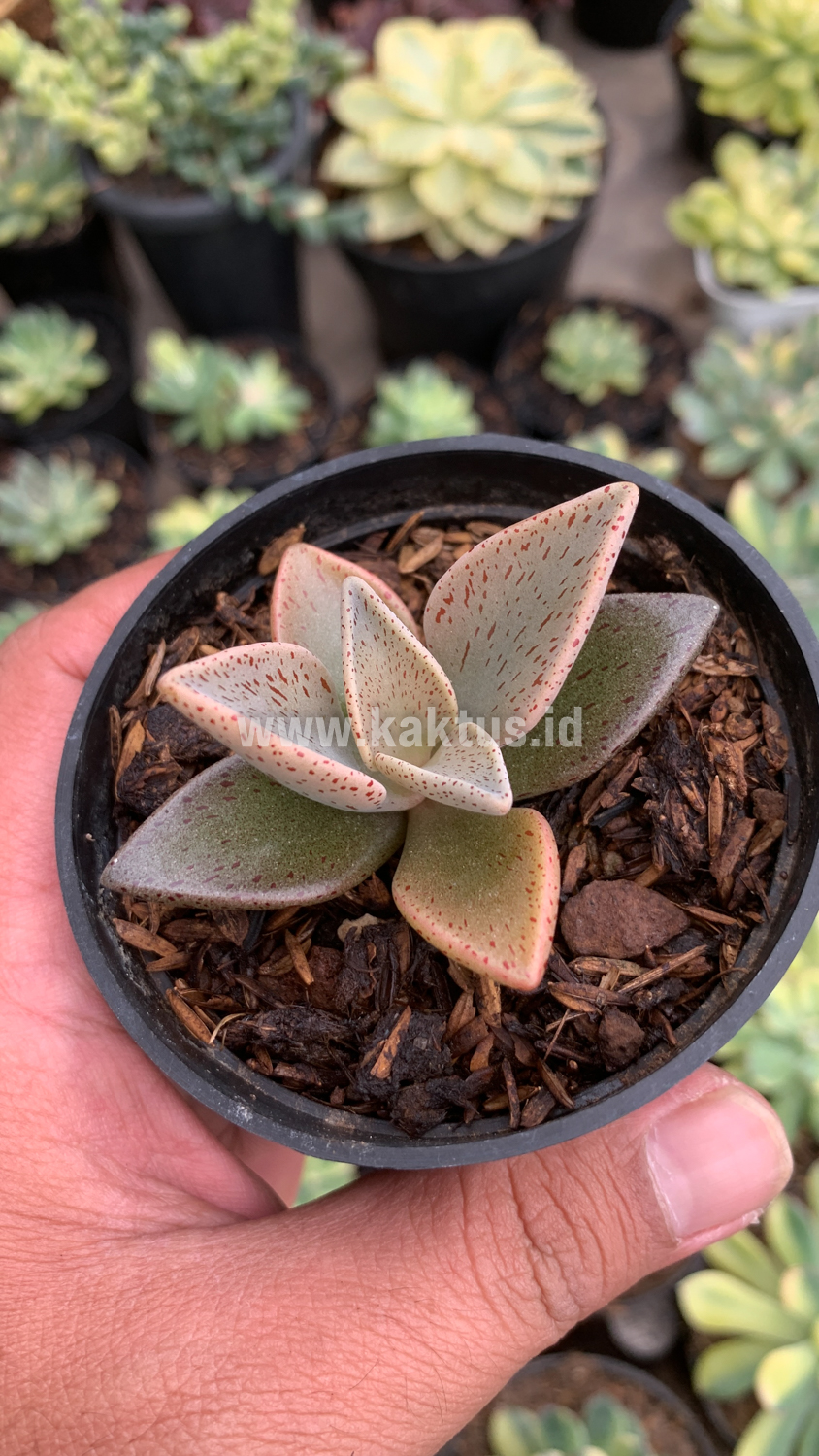942. Lenophyllum Guttatum - Image 5