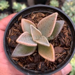 Alternative view of 942. Lenophyllum Guttatum