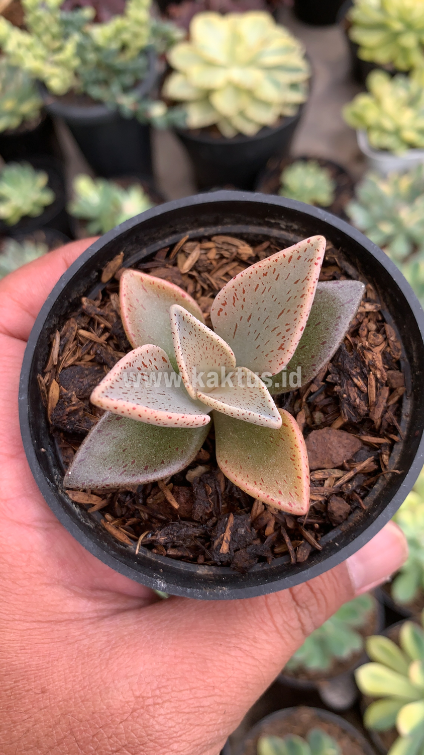 942. Lenophyllum Guttatum - Image 2