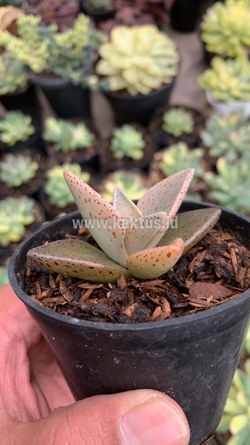 942. Lenophyllum Guttatum - Image 4