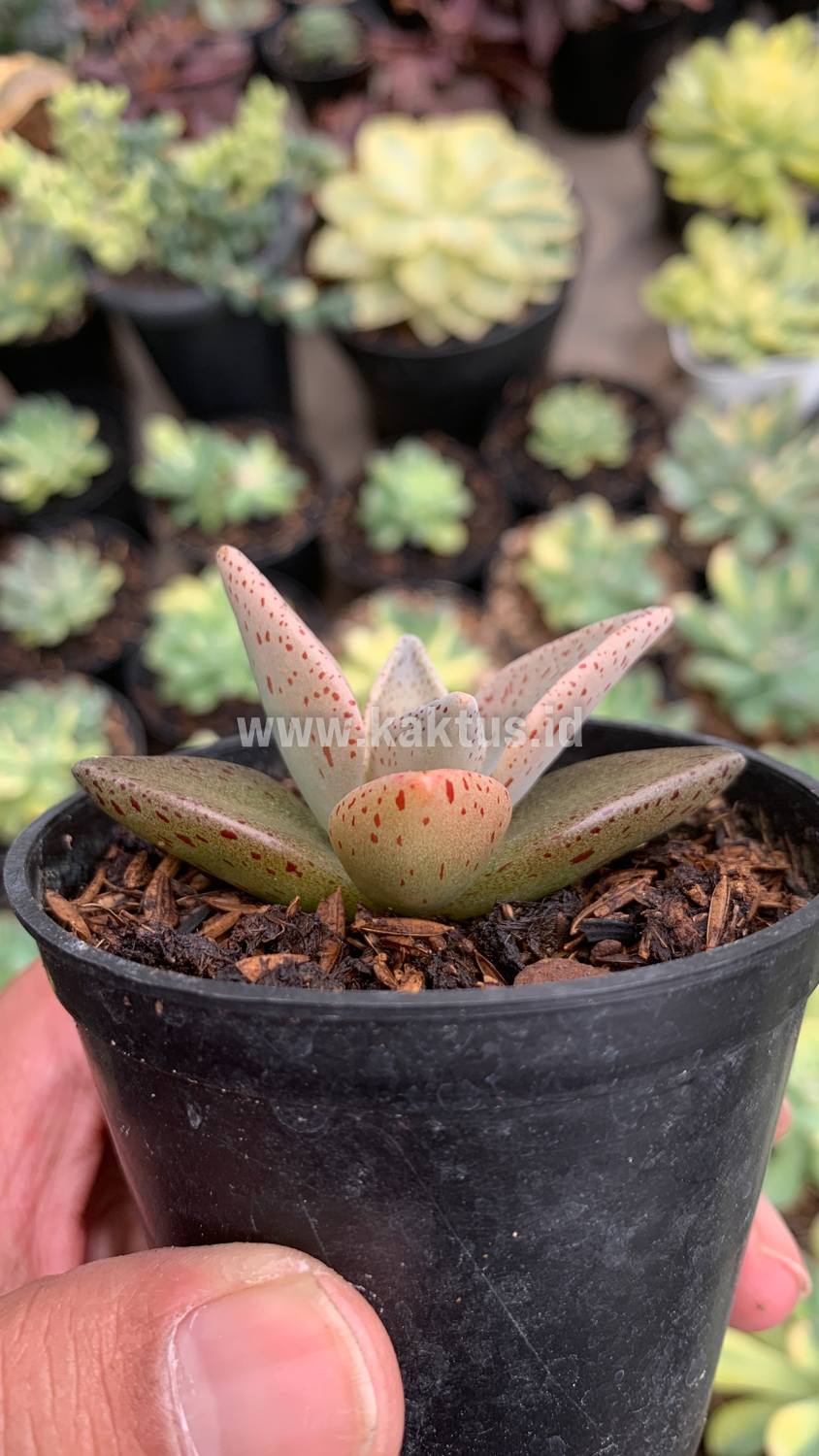 942. Lenophyllum Guttatum - Image 3