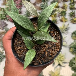 Alternative view of 944. Hoya Parviflora Splash