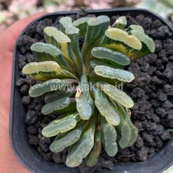 Alternative view of 945. Haworthia Truncata Hiroshige Variegated