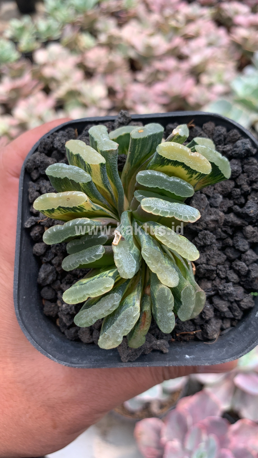 945. Haworthia Truncata Hiroshige Variegated - Image 2