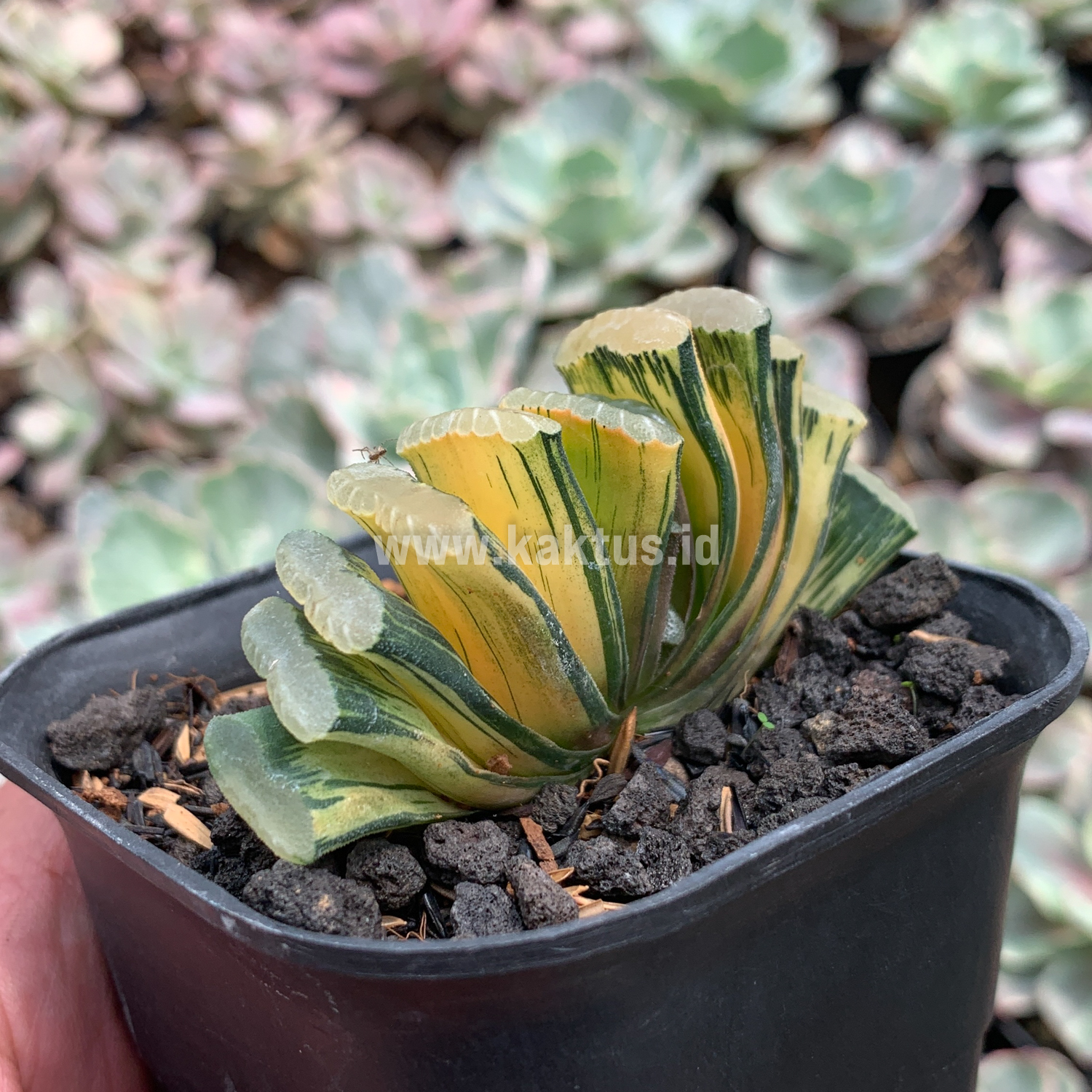 945. Haworthia Truncata Hiroshige Variegated - Image 10