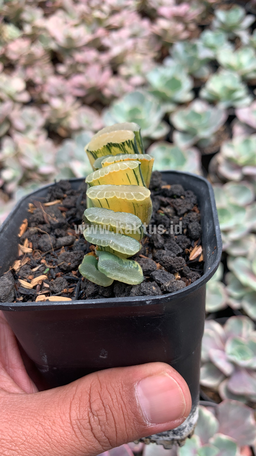 945. Haworthia Truncata Hiroshige Variegated - Image 9