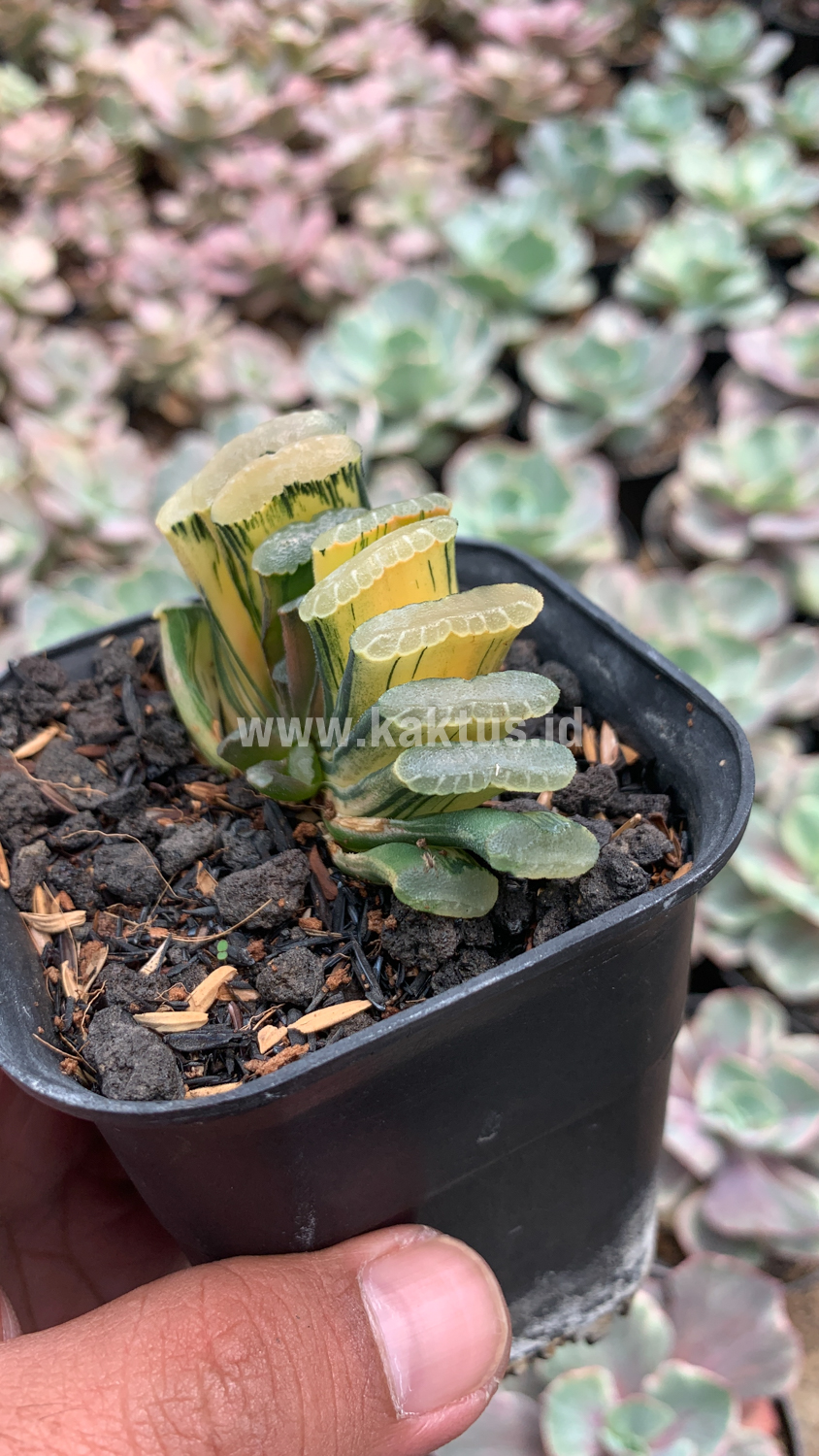 945. Haworthia Truncata Hiroshige Variegated - Image 8