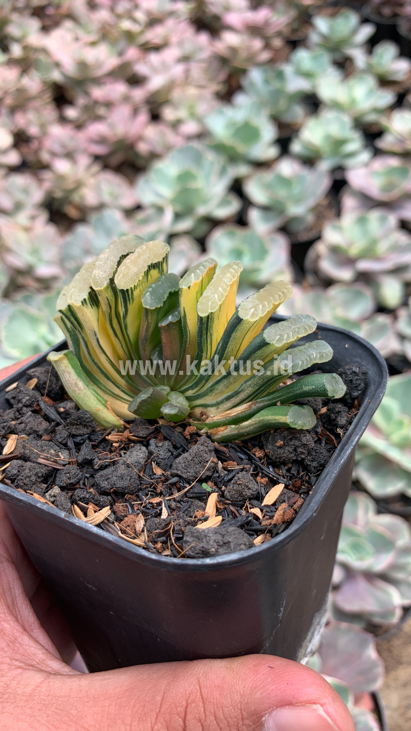 945. Haworthia Truncata Hiroshige Variegated - Image 7