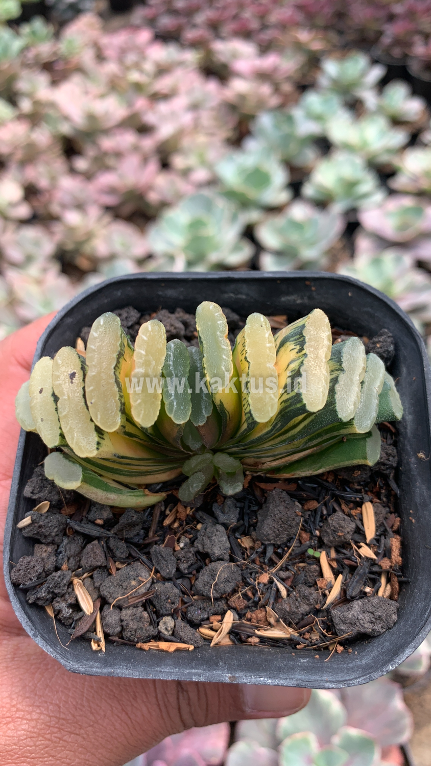 945. Haworthia Truncata Hiroshige Variegated - Image 6