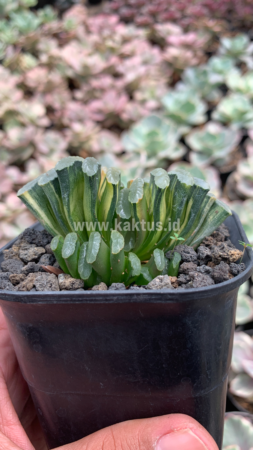 945. Haworthia Truncata Hiroshige Variegated - Image 5