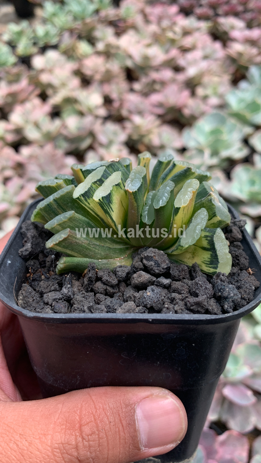 945. Haworthia Truncata Hiroshige Variegated - Image 4