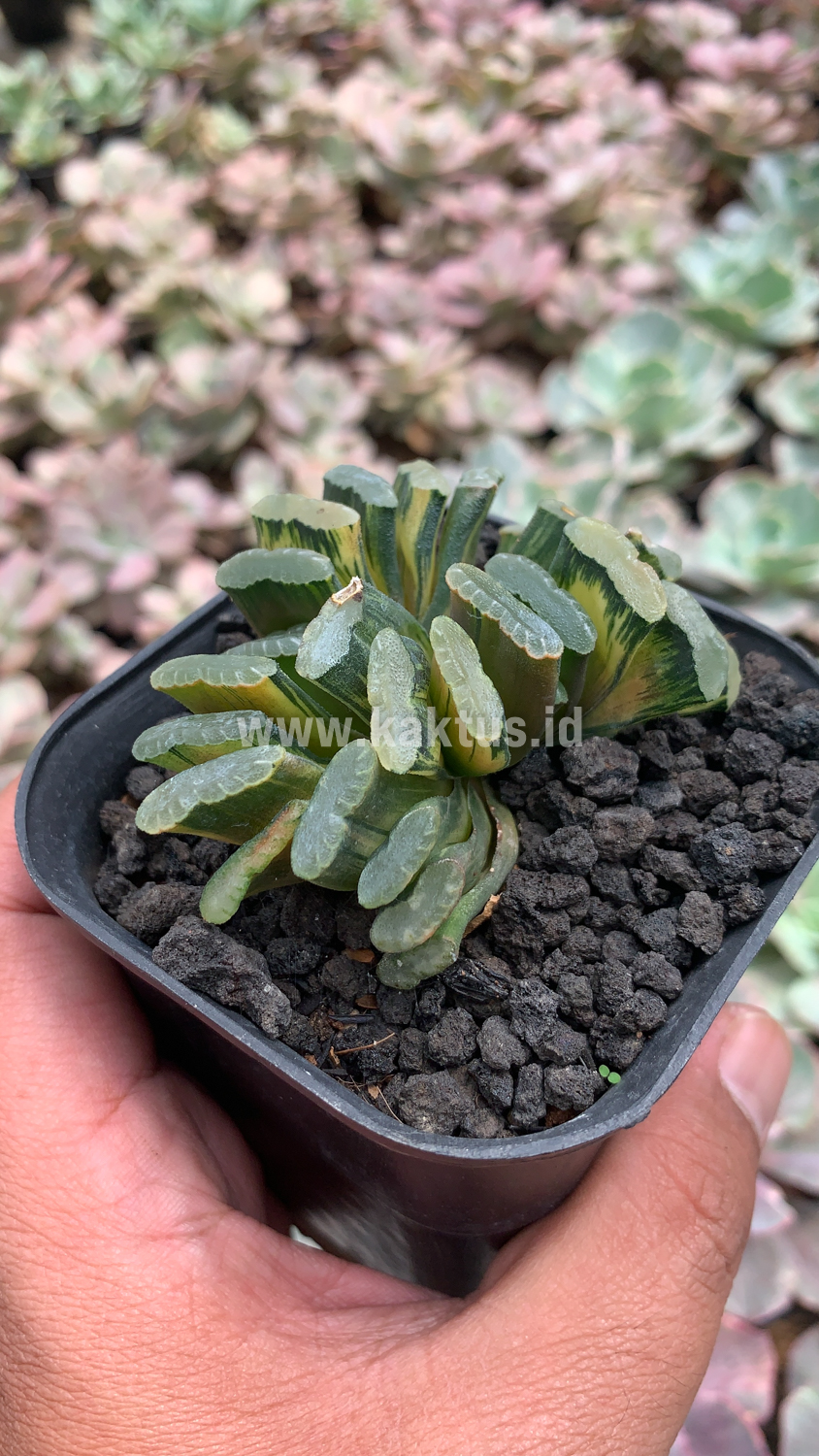 945. Haworthia Truncata Hiroshige Variegated - Image 3
