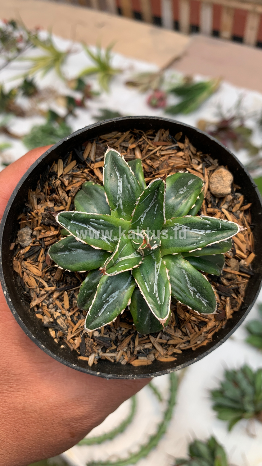 946. Agave Victoriae-reginae Dwarf - Image 7