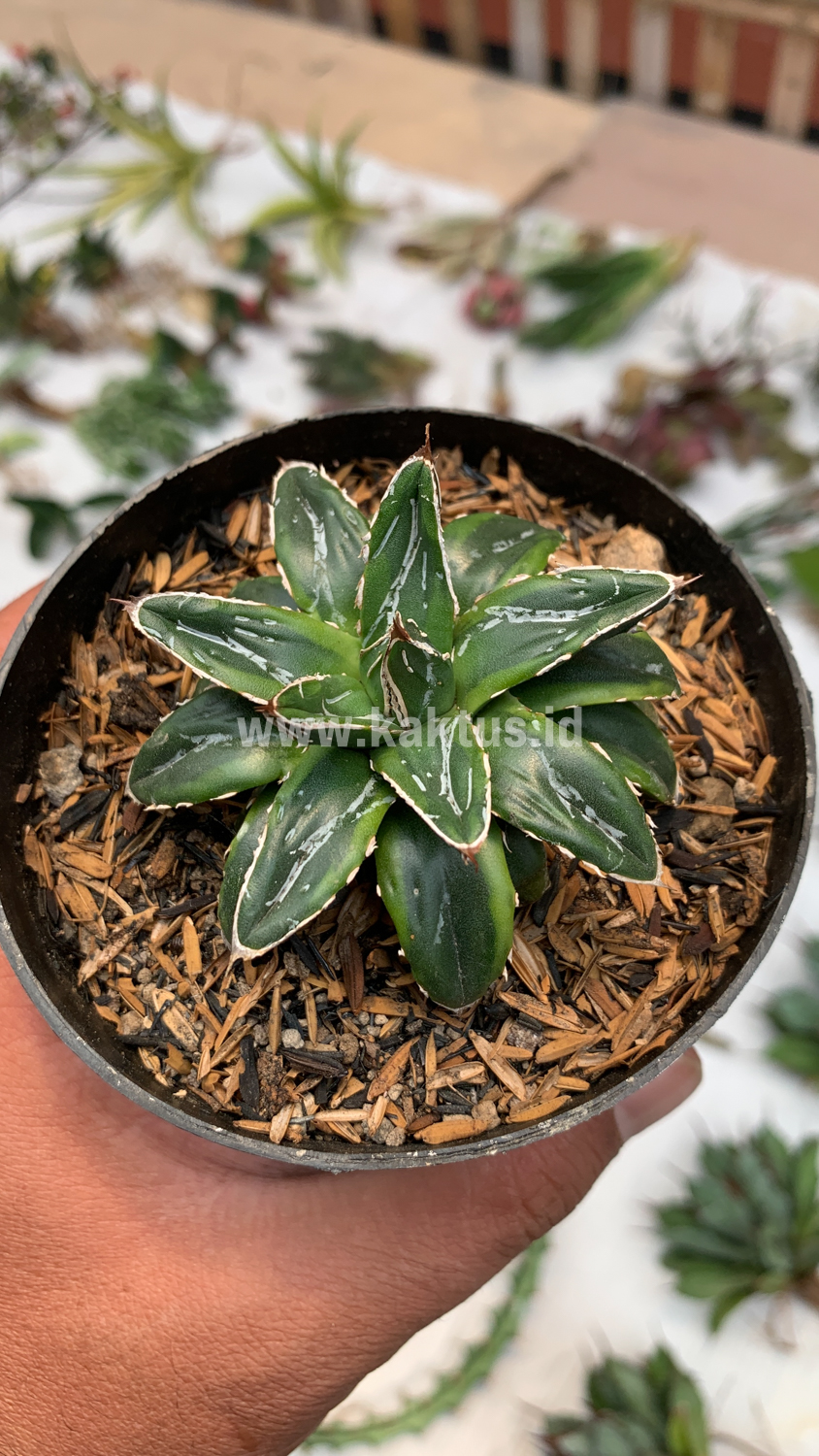 946. Agave Victoriae-reginae Dwarf - Image 6