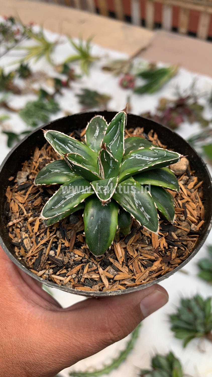 946. Agave Victoriae-reginae Dwarf - Image 5